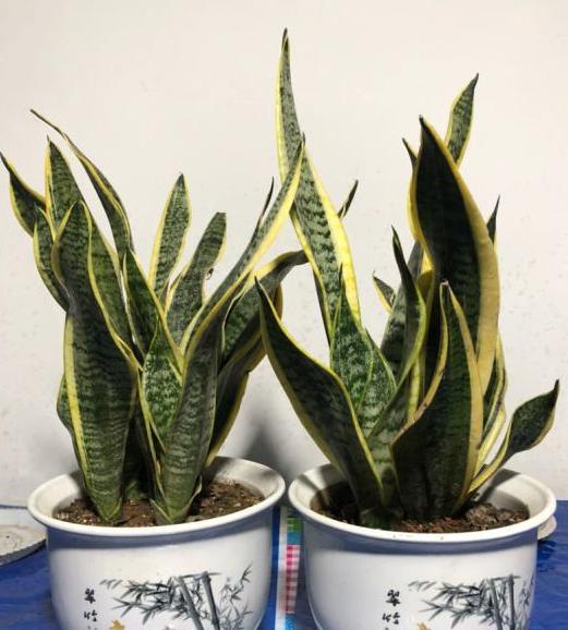 高端大气的龙血树，养护注意3方面懒养才嫩长得旺