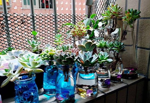 长寿花水培生根发芽需要多久？水培过程中有哪些注意事项避免失败