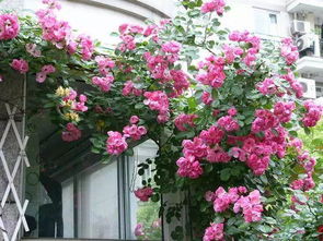 爬满墙需要时间：3到4年慢慢来