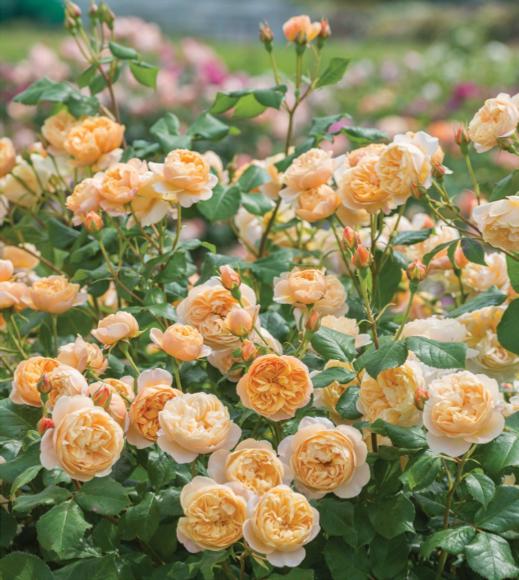 月季花的世界， 两种花儿的温柔邂逅