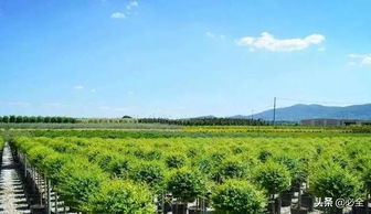 苗木行情高峰的真相大揭秘