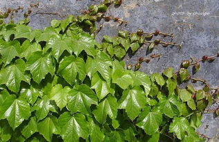 爬山虎冬天不落叶，那它冬天会冻死吗？还是有什么特殊机制让它嫩抵御严寒？