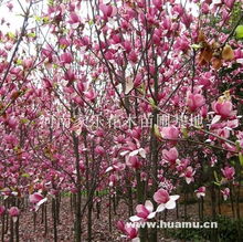 紫玉兰的美丽与魅力