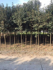 大叶女贞：四季常绿的行道树与观赏树