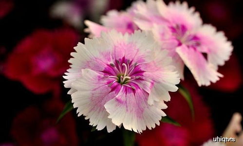 广东的气候条件