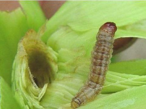 玉米抗虫秘籍：揭秘玉米钻心虫防治与危害症状
