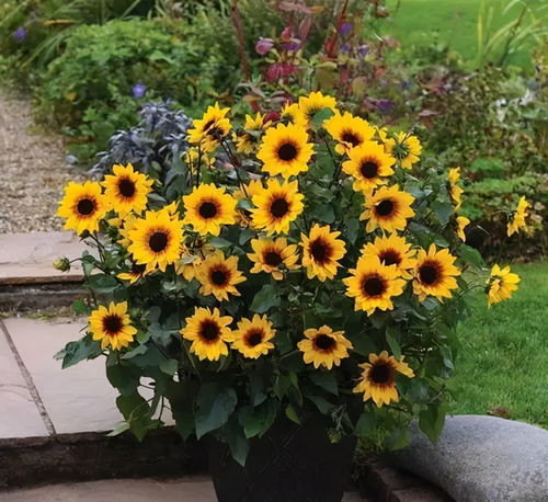 向日葵和松果菊， 夏日里的顽强生命