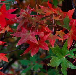 基地直供， 放心购买