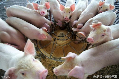 倒春寒高发时如何管理断奶仔猪减少发病和伤亡？