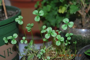 那这盆大花旁边的小草，它到底是不是铺地草呢？