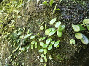 “石头缝里的生命”