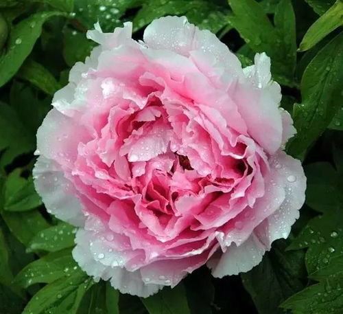 青草与树木， 生命的智慧