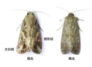 甘蓝夜蛾是一种危害蔬菜作物的鳞翅目害虫