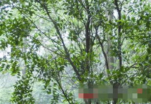 热带的奇观， 亚热带的多样性