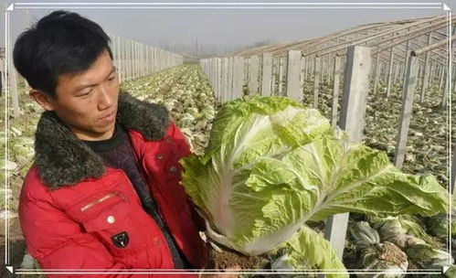 白菜：大白菜，冬天里的宝