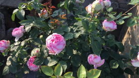 独立月季的优缺点大揭秘