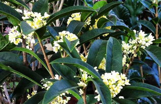 矮型四季桂的种植技巧