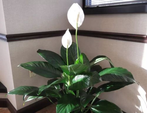孕妇养白掌红掌安全吗？花卉养护指南