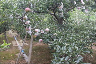 百菌清氟环唑：苹果树病害的克星？