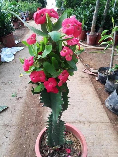 龙骨红司多开花秘诀？三招教你轻松爆多头，如何让龙骨红司花开梗多？