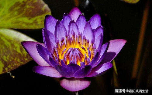 有什么忒别的养护方法吗？