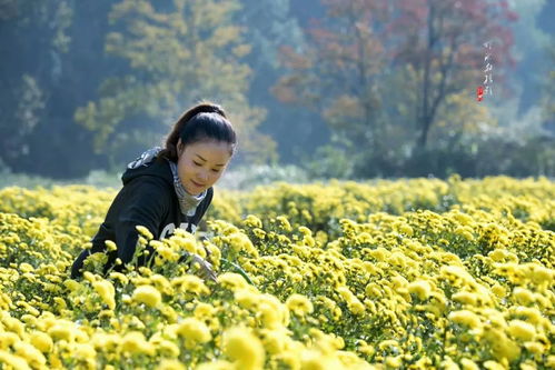 冷季型草种大放异彩