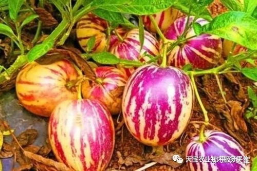 人参果种植过程中，如何掌握人参栽培技术和管理要点