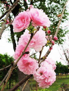 品种：重瓣， 吉林培育