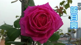 果汁阳台：丰花又勤花的微型月季