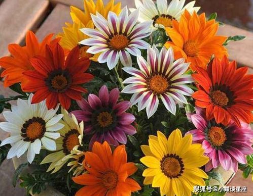 家里能种菊花吗？这几个品种最适合新手养