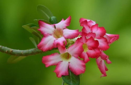 春季初或秋季， 换盆两件宝