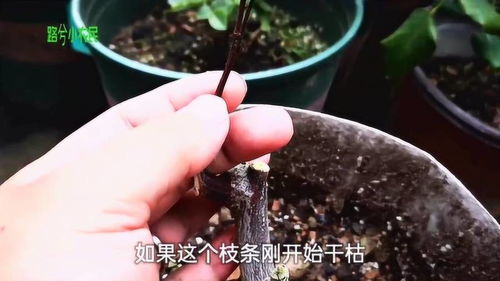 月季花修剪技巧有哪些，如何正确处理月季花的枝条