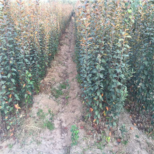 粉尘中的化学成分