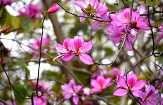 小区门口的红喇叭花