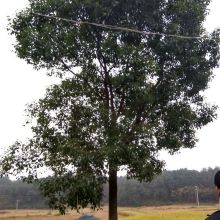 香樟播种后苗子长得怎么样？