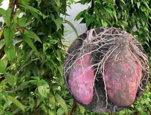 脚板薯在什么时间种植最适宜？有哪些具体的种植方法需要注意