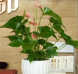 招财树和发财树哪个更适合你？了解不同人群的养护需求