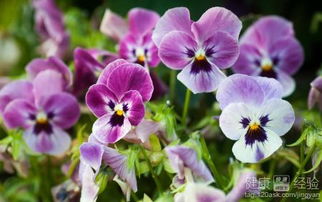 三色堇和山茶花