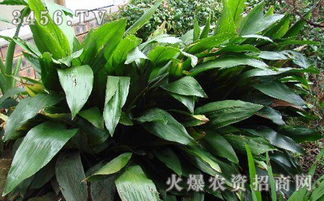 长春藤需要多久浇一次水，才能保持最佳生长状态