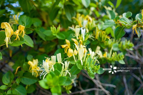 金银花、 金菊、金手指...