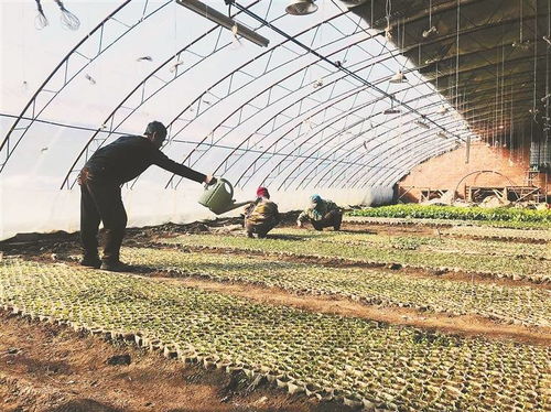 果菜类，西红柿黄瓜不能少