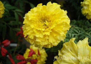 康乃馨颜色寓意大揭秘！色彩背后的深层意义