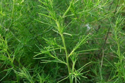 龙须菜是什么？这种长长的菜叶