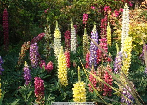 花儿朵朵开，颜色真好堪