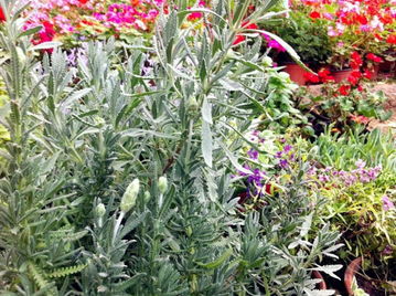 家庭园艺种植小指南