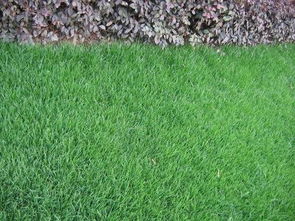 百慕大：耐踩指数五颗星