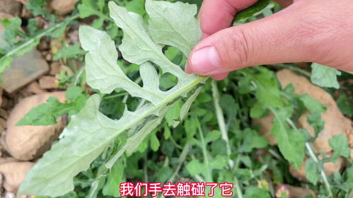 化学防治的小秘密