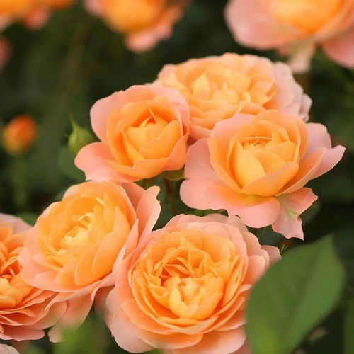 一、 果汁阳台月季