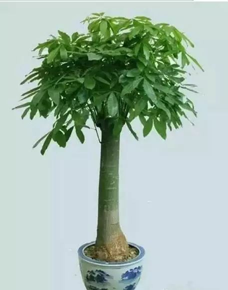 喷洒时间，得kan花生的脸色