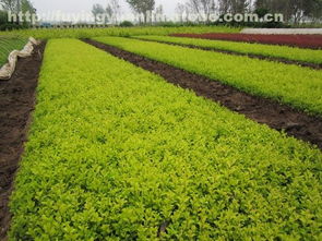 金叶女贞种植时需要注意哪些土壤、光照和浇水等养护细节